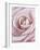 Pink Rose-Cora Niele-Framed Photographic Print