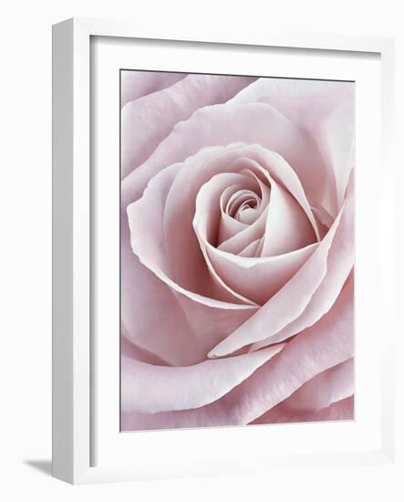 Pink Rose-Cora Niele-Framed Photographic Print