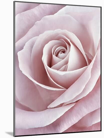 Pink Rose-Cora Niele-Mounted Photographic Print