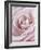 Pink Rose-Cora Niele-Framed Photographic Print