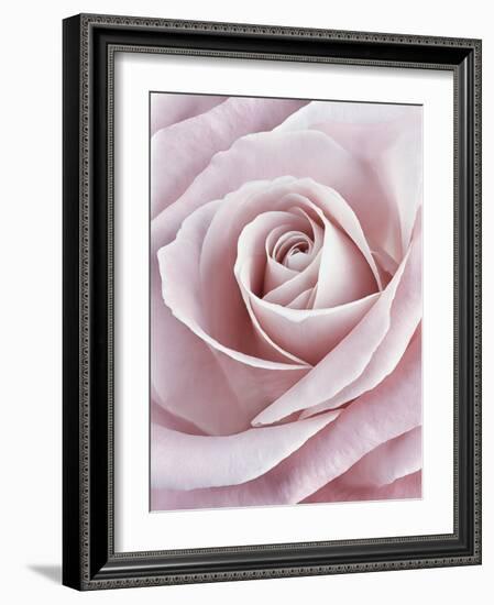 Pink Rose-Cora Niele-Framed Photographic Print