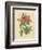 Pink Rose-Pierre-Joseph Redouté-Framed Photographic Print