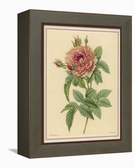 Pink Rose-Pierre-Joseph Redouté-Framed Premier Image Canvas