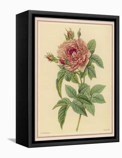 Pink Rose-Pierre-Joseph Redouté-Framed Premier Image Canvas