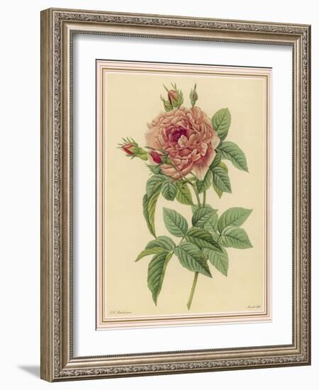 Pink Rose-Pierre-Joseph Redouté-Framed Photographic Print