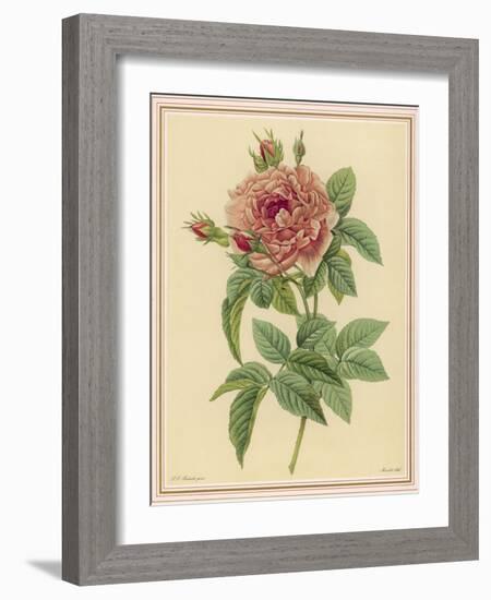 Pink Rose-Pierre-Joseph Redouté-Framed Photographic Print