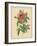 Pink Rose-Pierre-Joseph Redouté-Framed Photographic Print