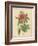 Pink Rose-Pierre-Joseph Redouté-Framed Photographic Print