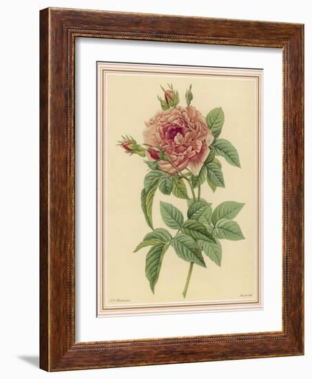 Pink Rose-Pierre-Joseph Redouté-Framed Photographic Print