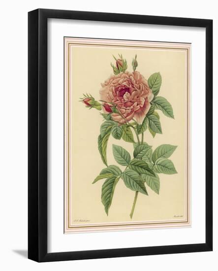 Pink Rose-Pierre-Joseph Redouté-Framed Photographic Print