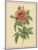 Pink Rose-Pierre-Joseph Redouté-Mounted Photographic Print