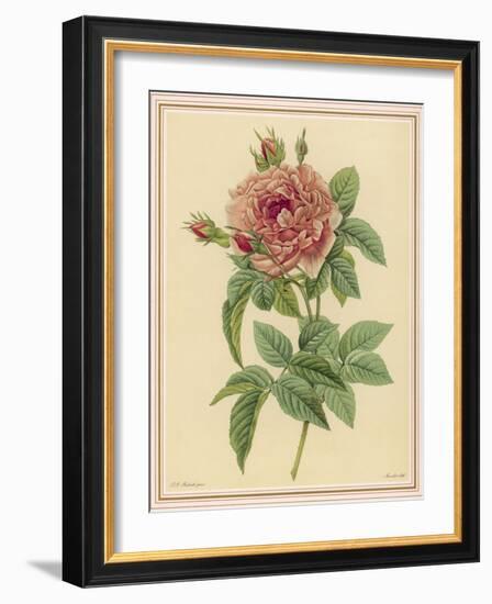 Pink Rose-Pierre-Joseph Redouté-Framed Photographic Print