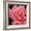 Pink Rose-Hyunah Kim-Framed Art Print