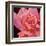 Pink Rose-Hyunah Kim-Framed Art Print