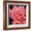 Pink Rose-Hyunah Kim-Framed Art Print