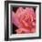 Pink Rose-Hyunah Kim-Framed Art Print