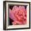 Pink Rose-Hyunah Kim-Framed Art Print