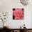 Pink Rose-Hyunah Kim-Art Print displayed on a wall