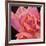 Pink Rose-Hyunah Kim-Framed Art Print