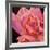 Pink Rose-Hyunah Kim-Framed Art Print