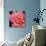 Pink Rose-Hyunah Kim-Premium Giclee Print displayed on a wall