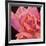 Pink Rose-Hyunah Kim-Framed Premium Giclee Print