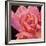 Pink Rose-Hyunah Kim-Framed Premium Giclee Print