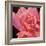 Pink Rose-Hyunah Kim-Framed Art Print