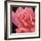 Pink Rose-Hyunah Kim-Framed Art Print