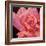 Pink Rose-Hyunah Kim-Framed Art Print