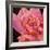 Pink Rose-Hyunah Kim-Framed Art Print