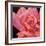 Pink Rose-Hyunah Kim-Framed Art Print