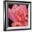 Pink Rose-Hyunah Kim-Framed Art Print