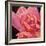 Pink Rose-Hyunah Kim-Framed Art Print