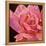 Pink Rose-Hyunah Kim-Framed Stretched Canvas