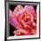 Pink Rose-Hyunah Kim-Framed Art Print