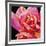 Pink Rose-Hyunah Kim-Framed Art Print