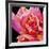 Pink Rose-Hyunah Kim-Framed Art Print