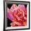 Pink Rose-Hyunah Kim-Framed Art Print