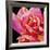 Pink Rose-Hyunah Kim-Framed Art Print