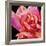 Pink Rose-Hyunah Kim-Framed Art Print