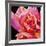 Pink Rose-Hyunah Kim-Framed Art Print