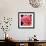 Pink Rose-Hyunah Kim-Framed Premium Giclee Print displayed on a wall