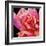 Pink Rose-Hyunah Kim-Framed Premium Giclee Print