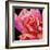 Pink Rose-Hyunah Kim-Framed Premium Giclee Print