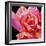 Pink Rose-Hyunah Kim-Framed Premium Giclee Print