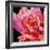 Pink Rose-Hyunah Kim-Framed Premium Giclee Print