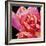 Pink Rose-Hyunah Kim-Framed Premium Giclee Print