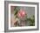 Pink rose-Michael Scheufler-Framed Photographic Print