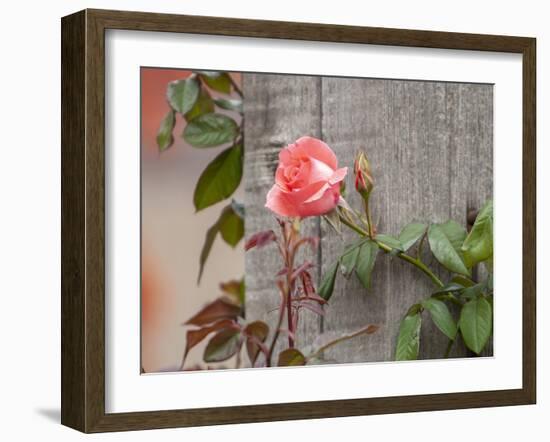 Pink rose-Michael Scheufler-Framed Photographic Print